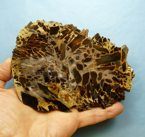Slab of (?)petrified wood, sliced and polished on one side